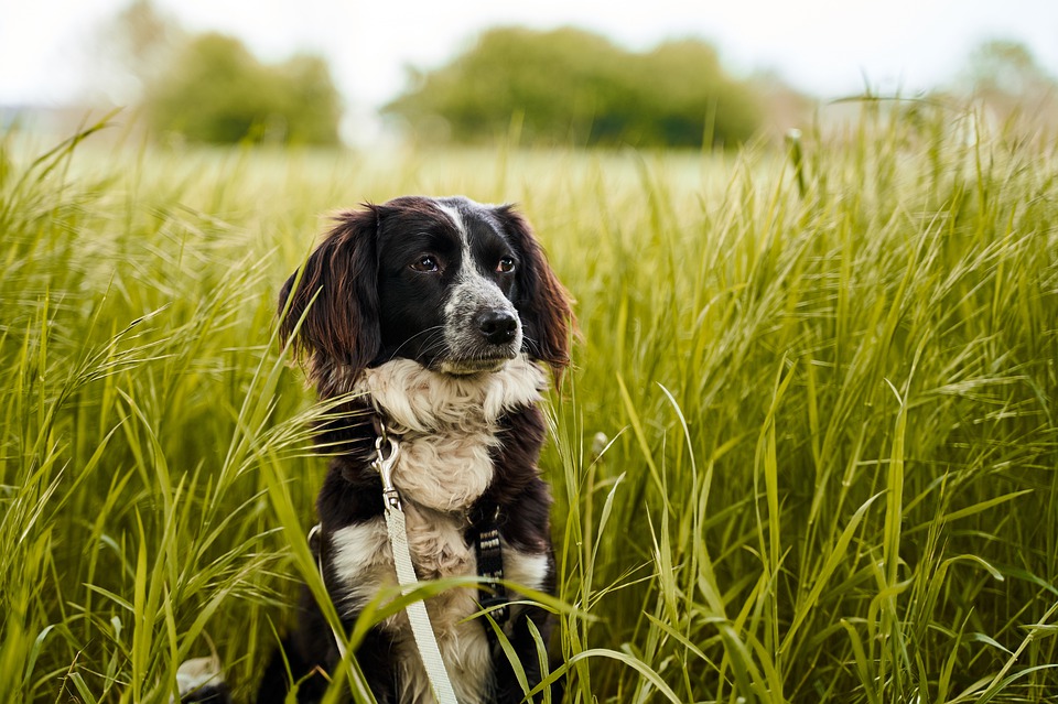 Come fa il cane a decidere dove fare la pipì?