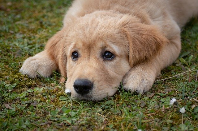 Cani e dolore: come ne sono influenzati e come cambiano