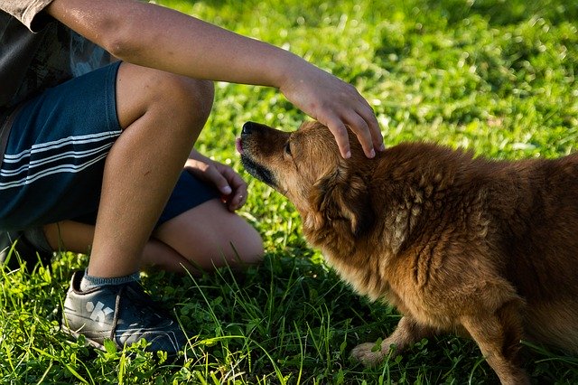 Connessione tra cane e umano: quanto è forte (e come capirlo)?