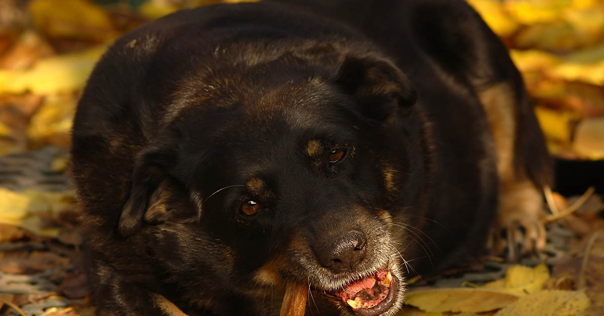 I cani possono mangiare i chiodi di garofano?