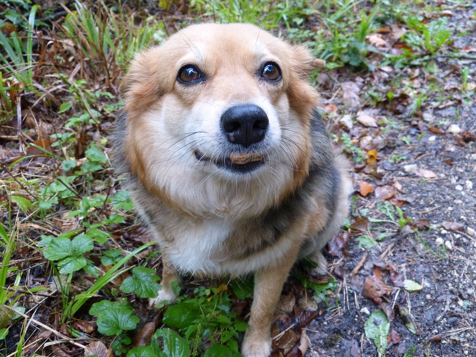 I cani possono mangiare il Camembert?