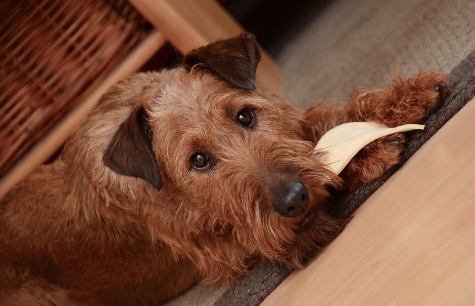 I cani possono mangiare il parmigiano?