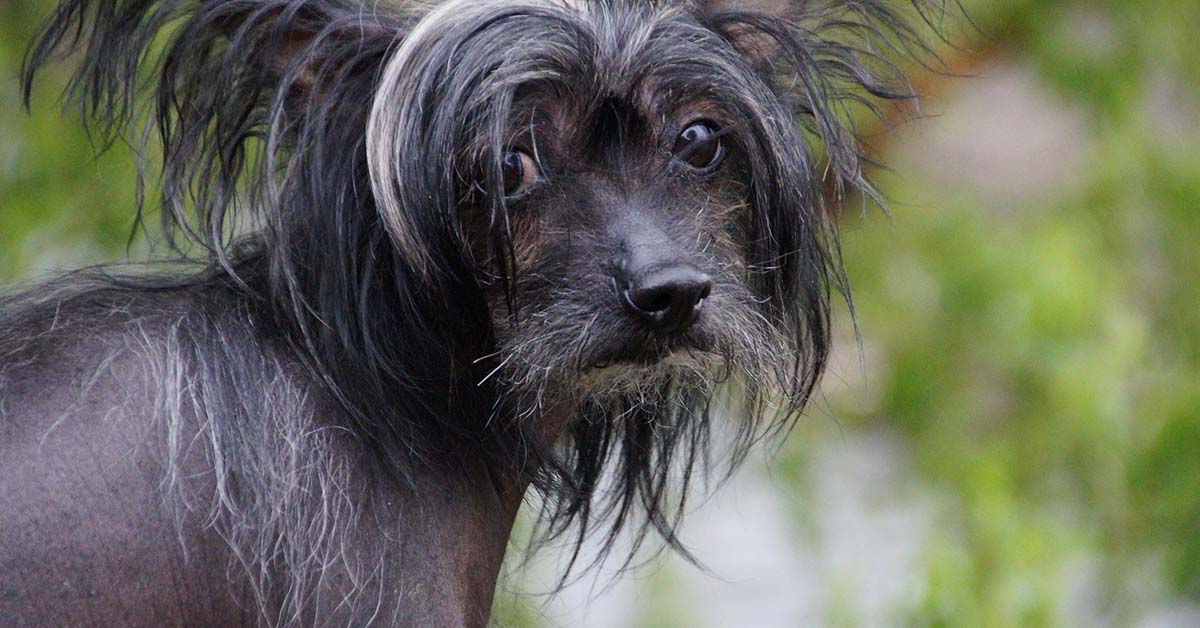 10 razze di cani stravaganti e originali: le più singolari in assoluto