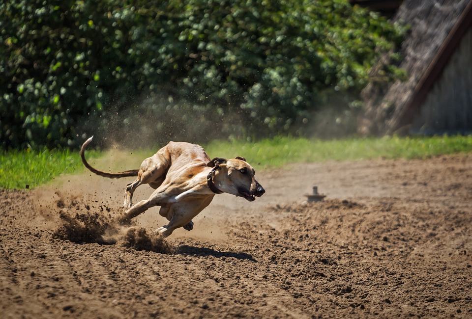 Cani sui 30 kg: quali sono?