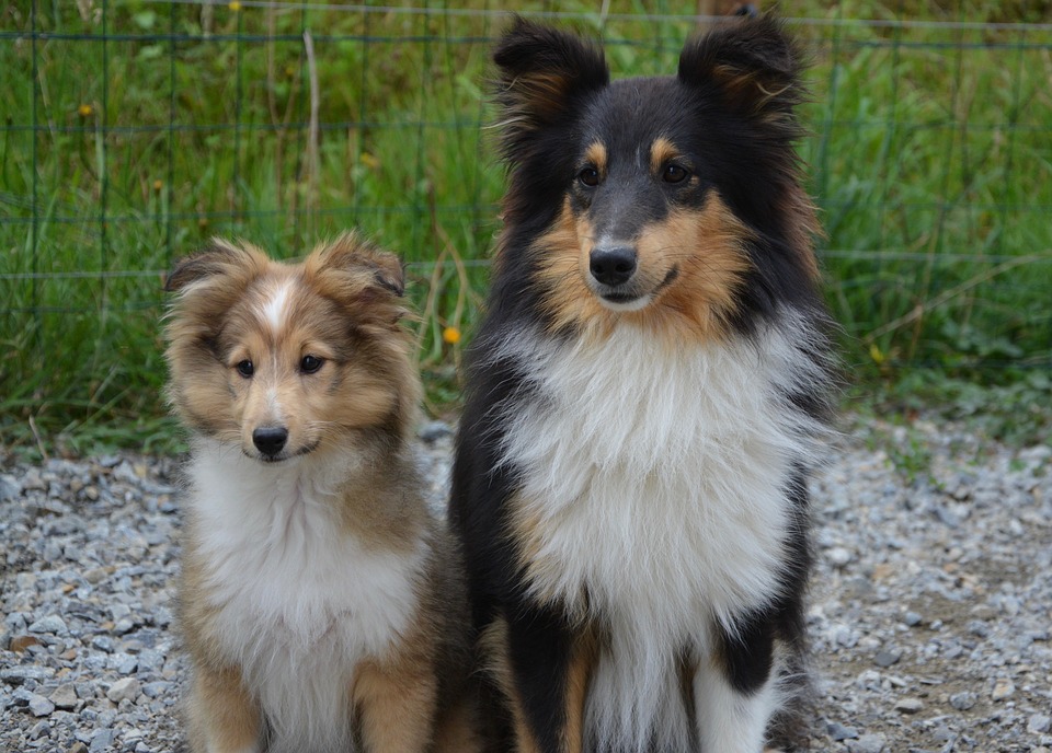 I cani sono monogami? Ecco tutta la verità