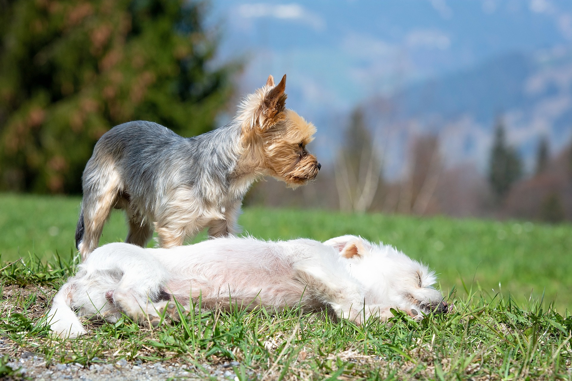 Cinque fantastici trucchi da insegnare al cane