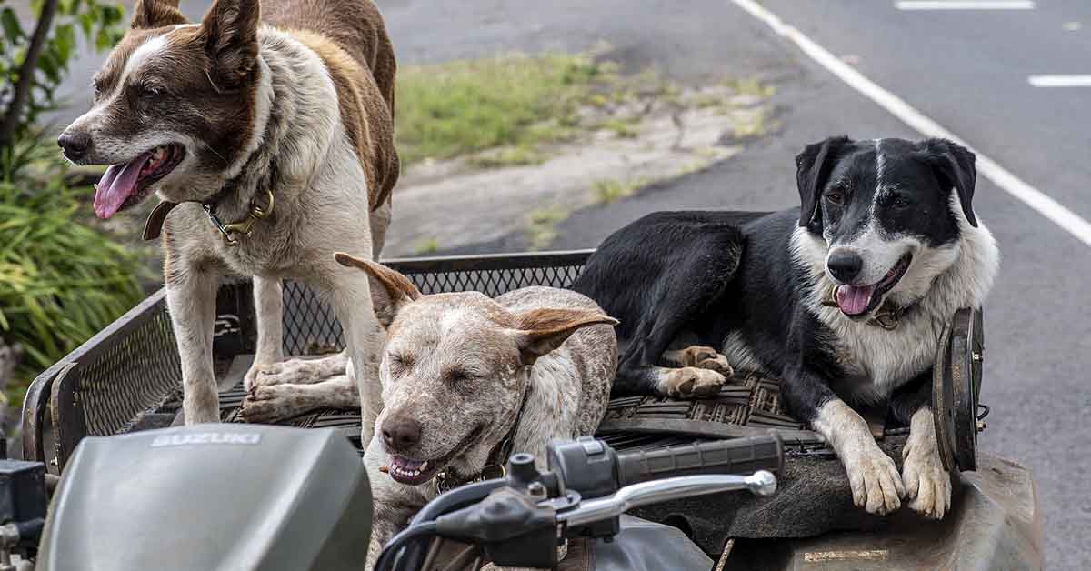 Cucciolata di cani con padri diversi: esiste?