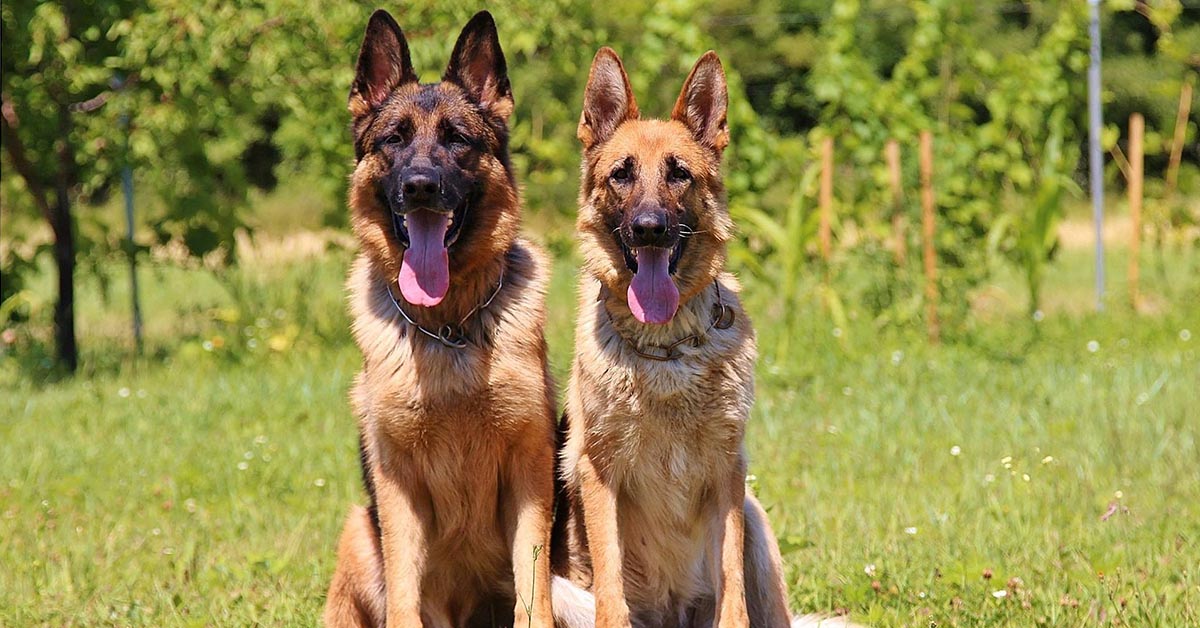 Razze di cani tedesche: quali sono?