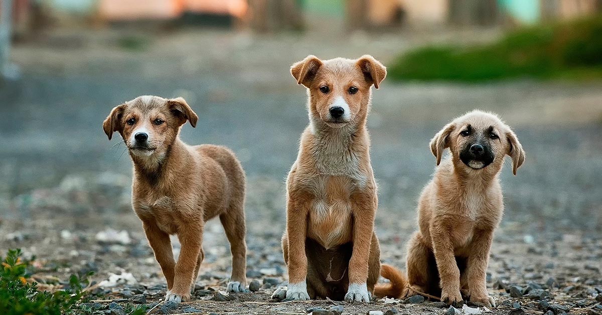 Razze di cani abbandonati spesso: chi si trova nei rifugi (e nei canili)