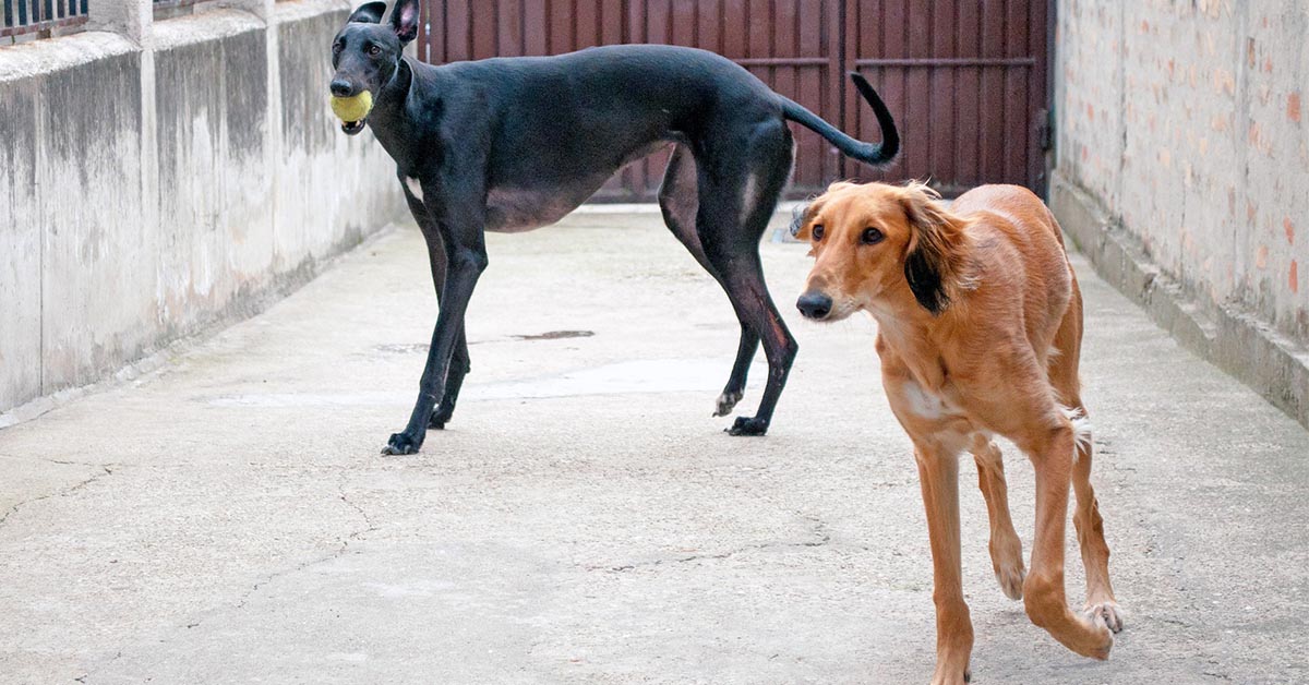 Razze di cani asiatiche: famose e non, ecco quali sono