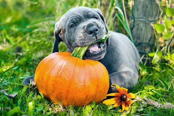 cucciolo morde una zucca