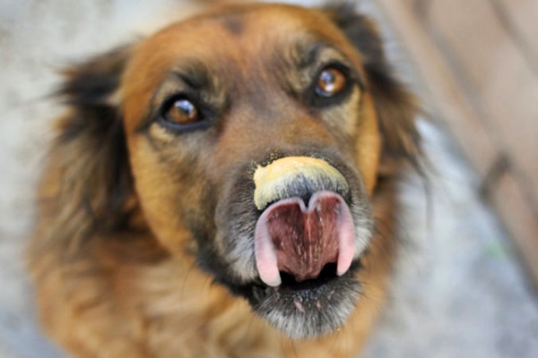 cane e burro di arachidi