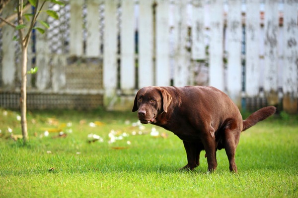 cane fa la cacca