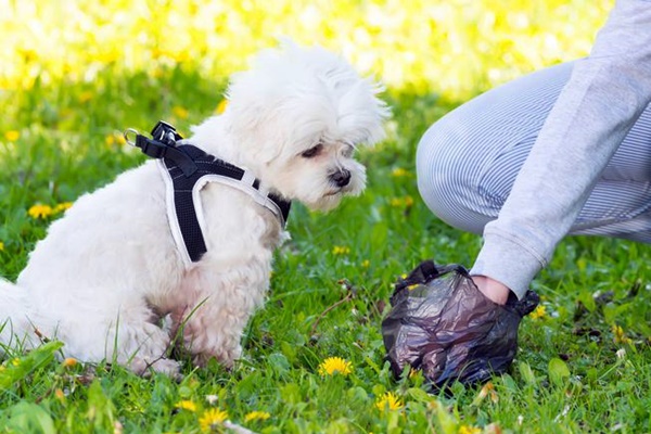 cane bianco al parco