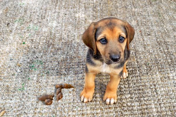 cucciolo ha fatto la cacca