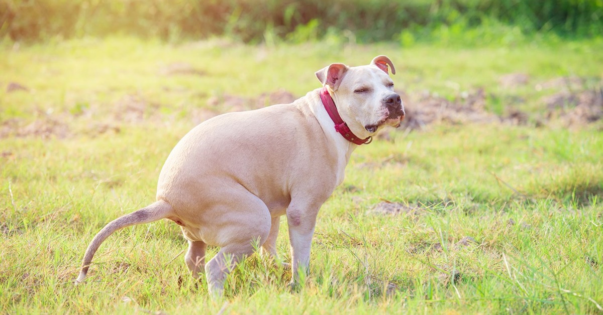 Dopo quanto tempo il cane va in bagno dopo mangiato?