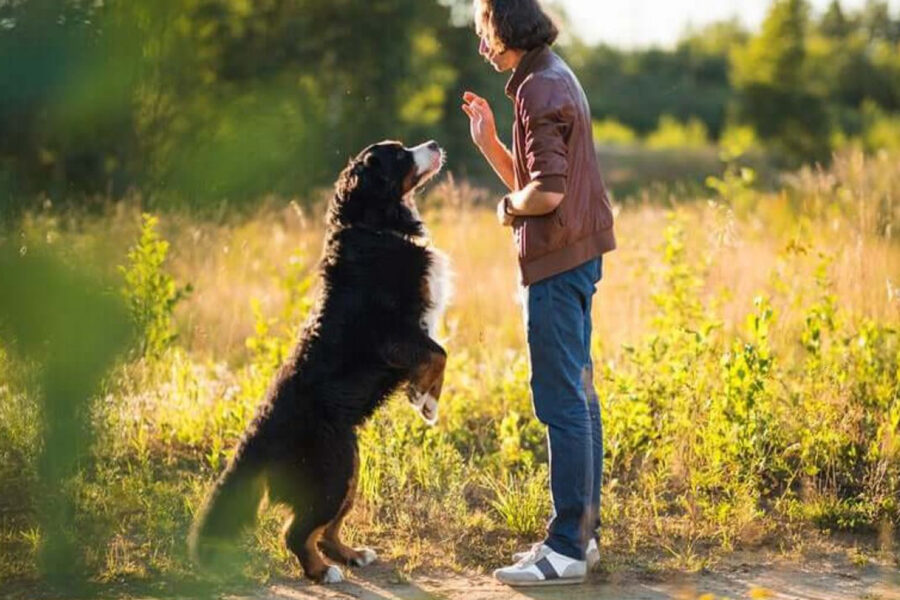 rinforzo positivo al cane