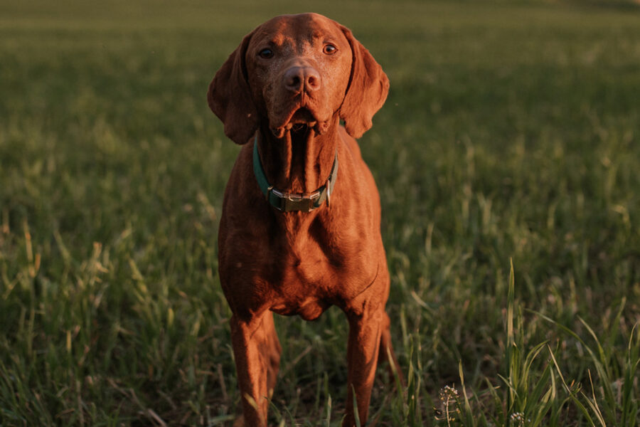 cane in campagna 