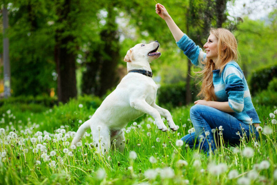 come educare il cane