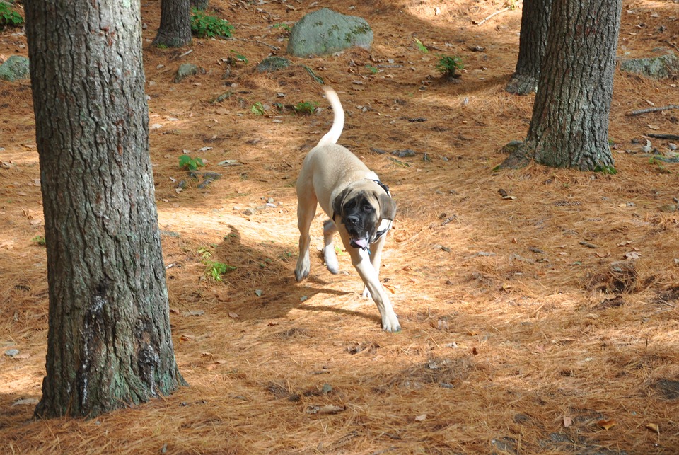 Cani sui 40 kg: quali sono?