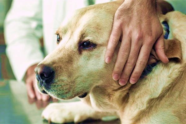 cane dal veterinario