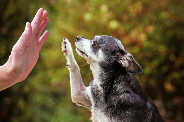 batti cinque con il cane