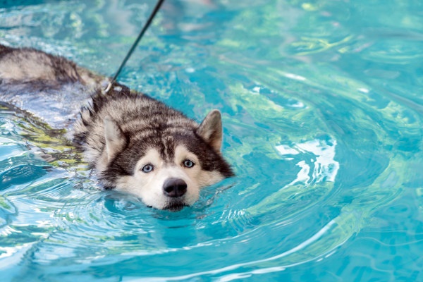 husky che nuota