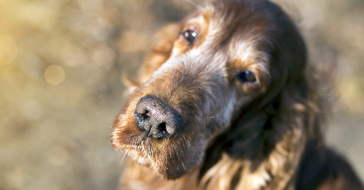 Esercizi per cani anziani: tutti quelli per far stare bene Fido