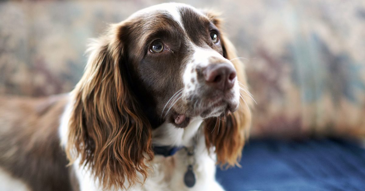 Esofagite nel cane: cos’è, cosa fare e quali trattamenti ci sono