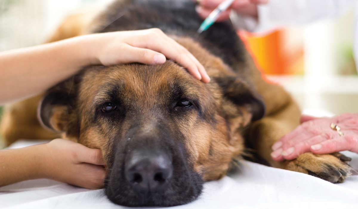 fare l'iniezione al cane