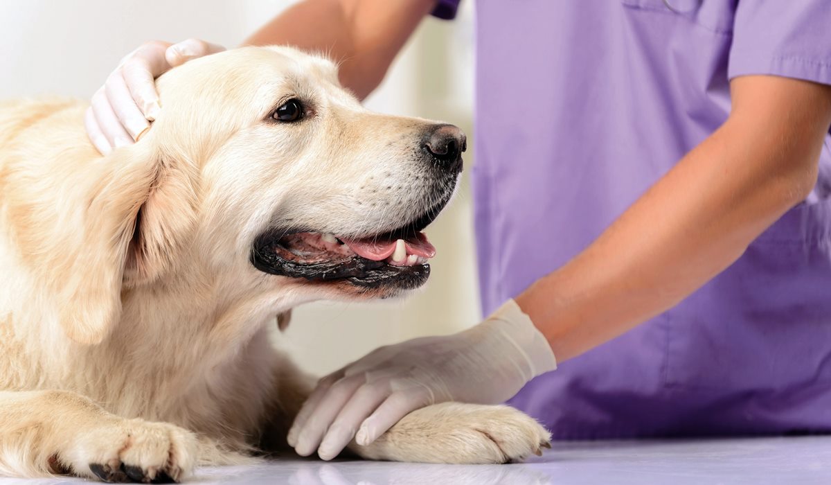 veterinario visita un labrador