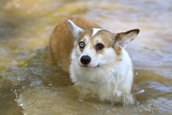 cane in acqua