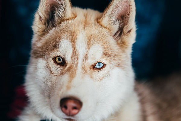 husky cane 