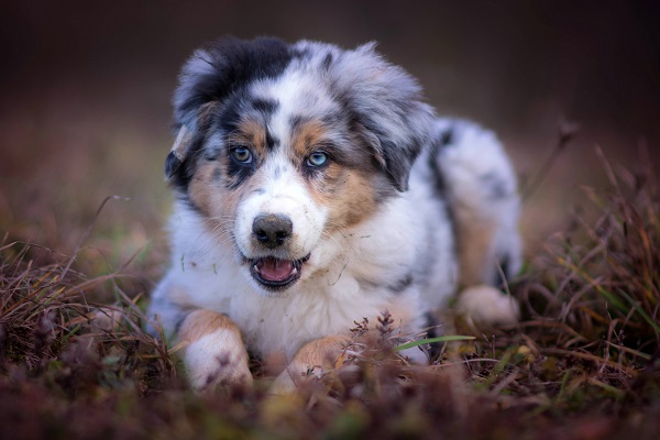 cane nel prato