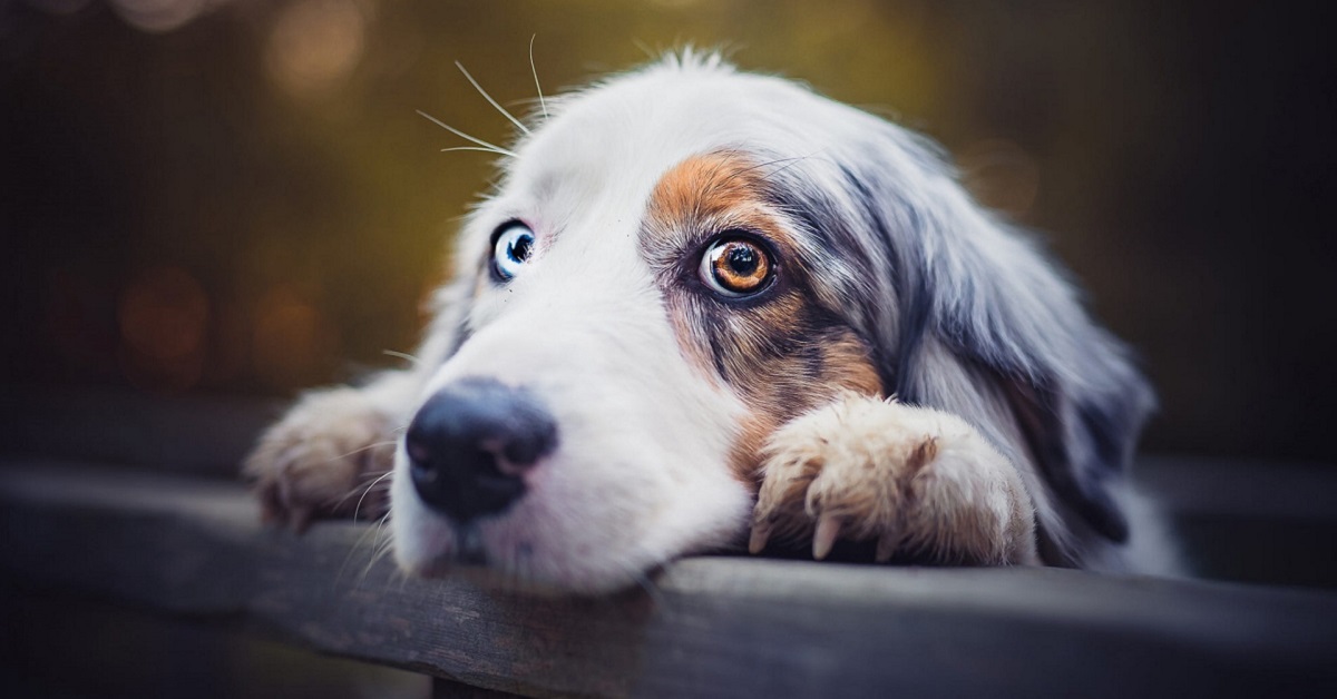 Eterocromia nel cane: che cos’è? E da cosa deriva?