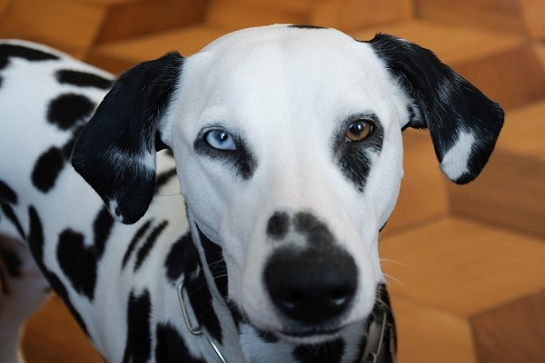 cane dalmata con eterocromia