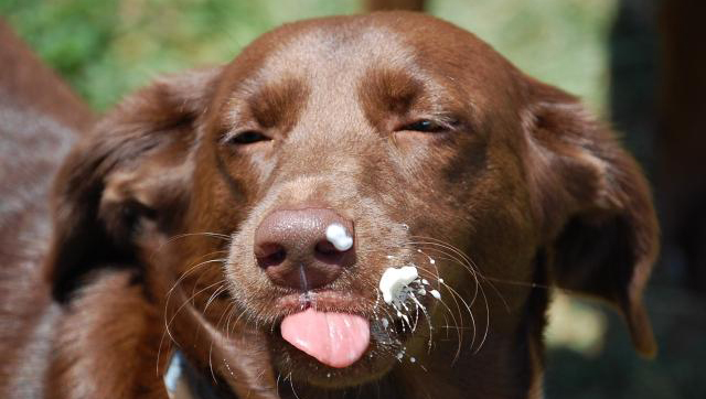 Intolleranza al lattosio del cane, sintomi e cura