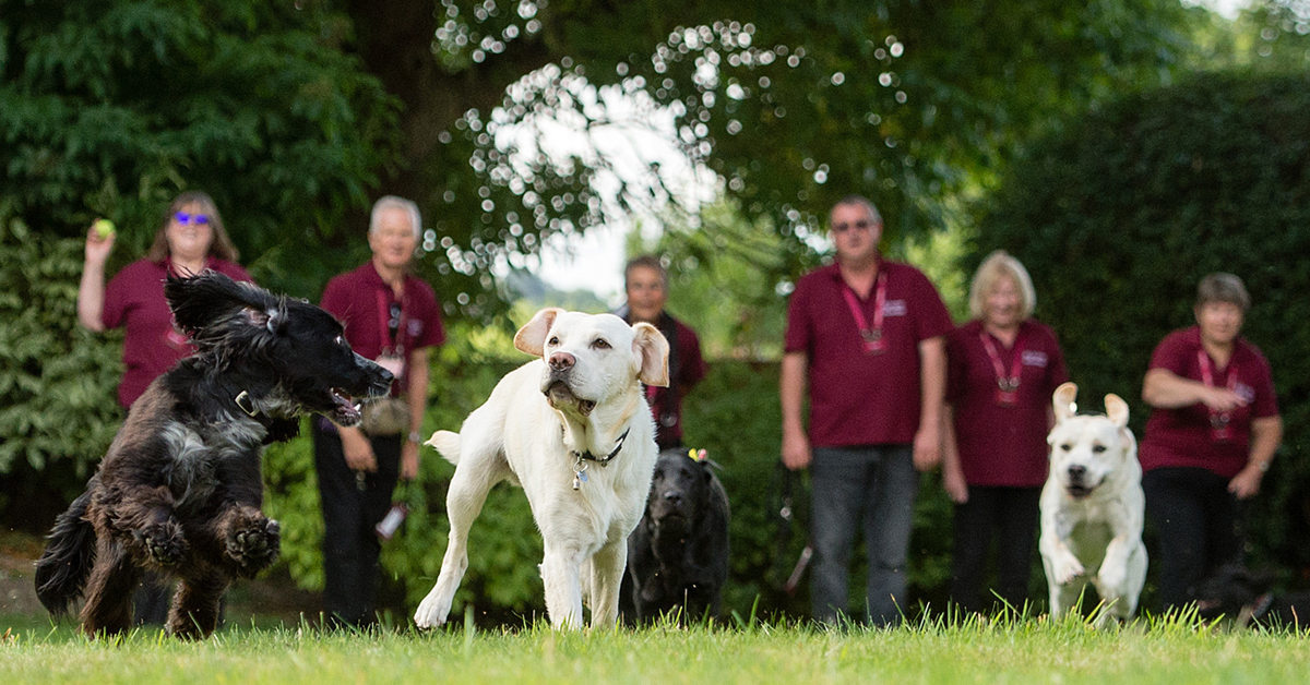 Tecniche di rinforzo nell’addestramento del cane: cosa sono e a che cosa servono