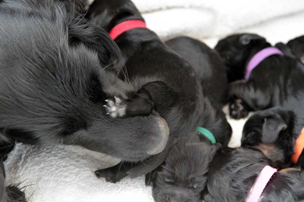 mamma cane stimola l'ano dei cuccioli