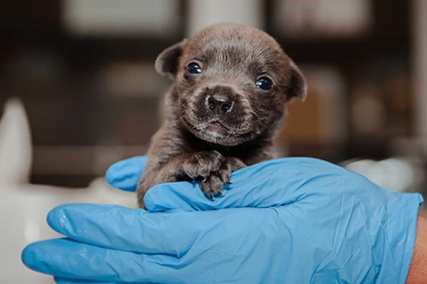 cucciolo di cane marrone