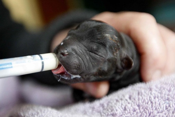 dare da mangiare a cucciolo di cane