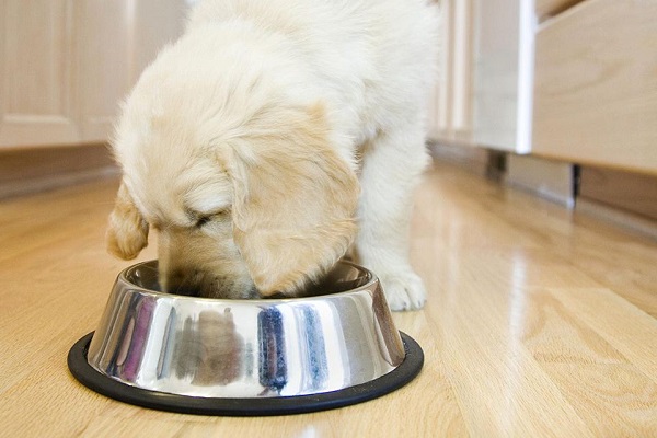 cucciolo di cane che mangia