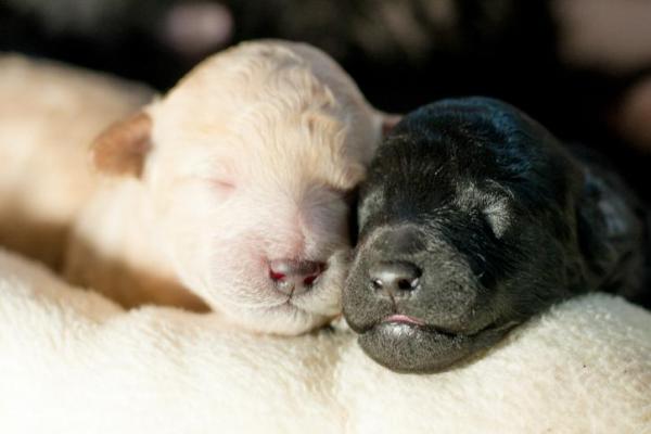 cuccioli di cani bianco e nero