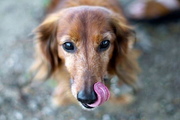 cane si lecca il muso