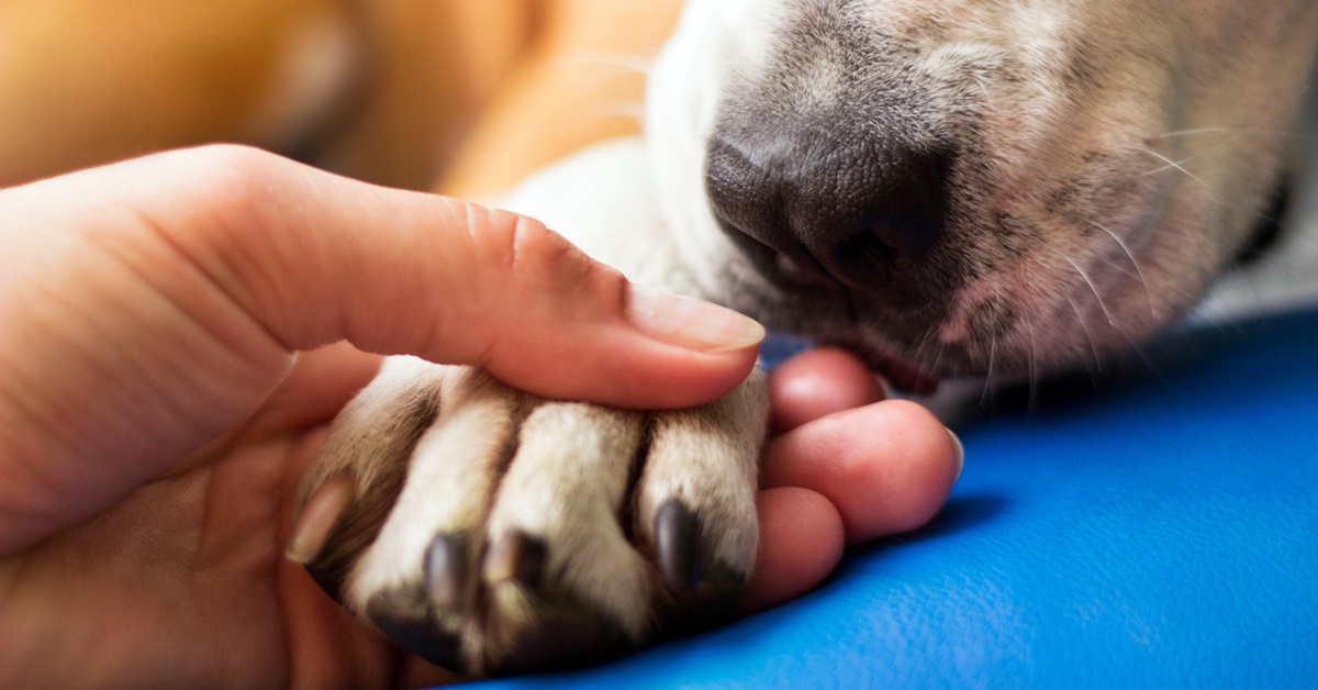 Feocromocitoma nel cane: cosa sapere sul cancro della ghiandola surrenale