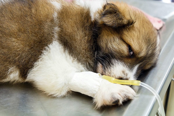 cucciolo in ospedale