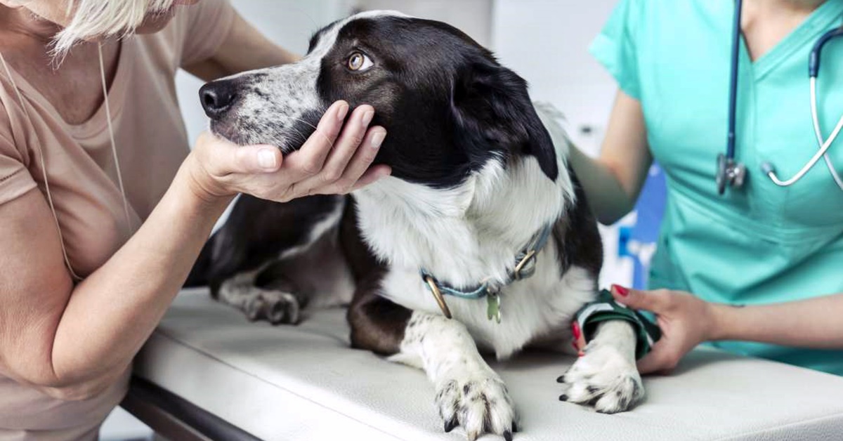 Flebite nel cane: le possibili cause, i sintomi, diagnosi e cura