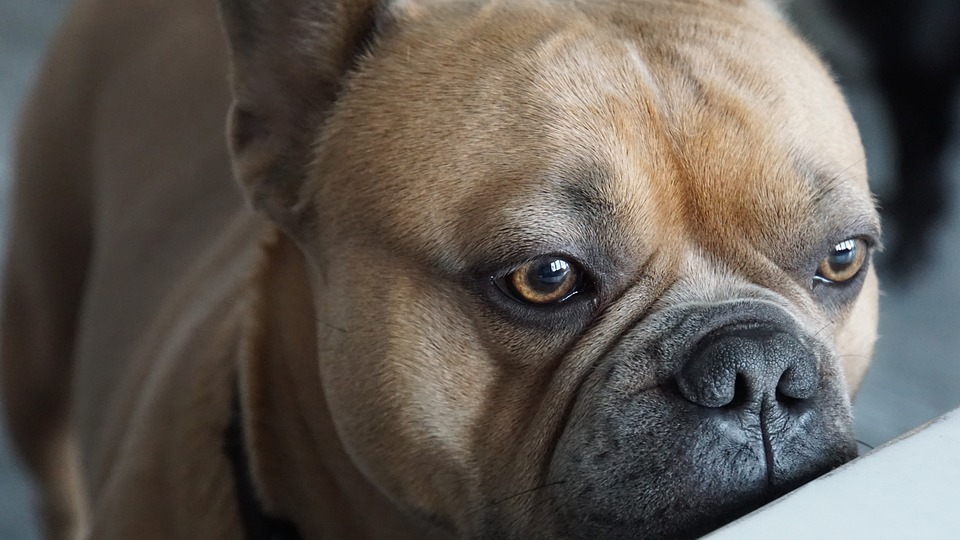 I cani possono mangiare la ricotta?