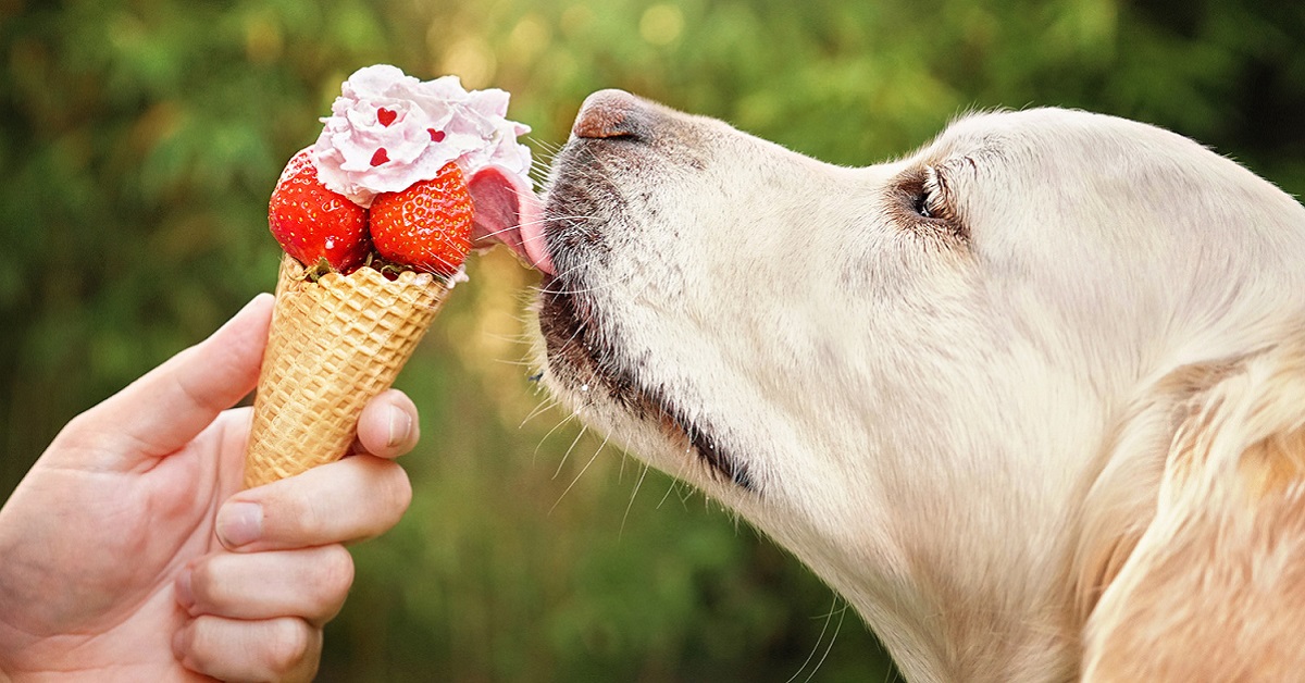 Frozen yogurt per cani: la ricetta rinfrescante per Fido