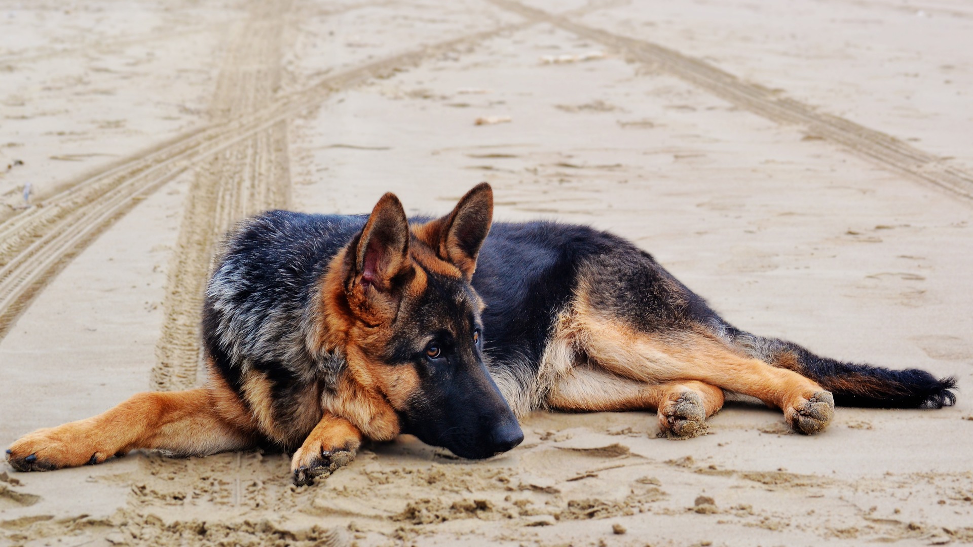 Cinque fantastici trucchi da insegnare al cane